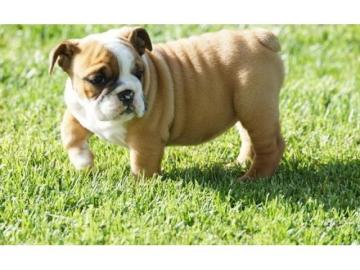 Liebevolle Bulldoggenwelpen