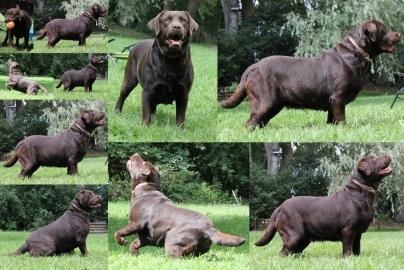 Bildsch�ne Labrador Retriever Welpen