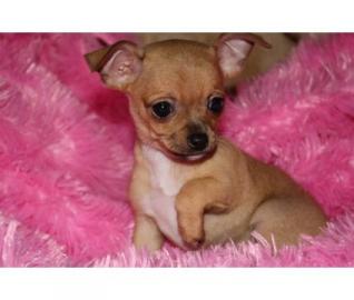 *Reinrassige Chihuahua - Welpen*