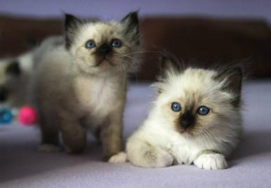Heilige Birma Babys mit Papiere