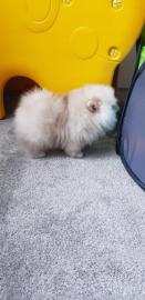 Sch�n Pomeranian Zwergspitz weiss Welpe