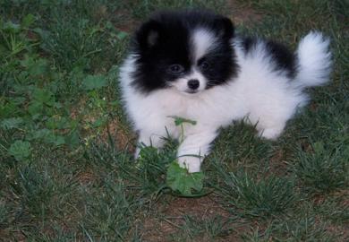 Zwergspitz / Pomeranian Welpen zu verkau