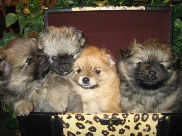 Zwergspitz / Pomeranian Welpen zu verkau
