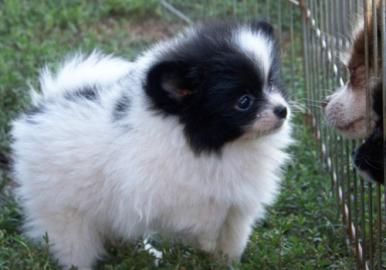 Zwergspitz / Pomeranian Welpen zu verkau