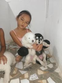 Alaskan Malamute f�r ein gutes Zuhause