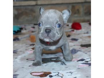 Franz?sische Bulldogge Hundewelpen
