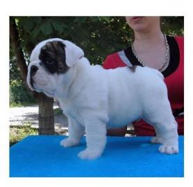 wei�e Englisch Bulldogge Welpen. 