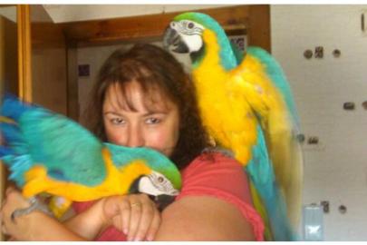 Schne Hand gezhmt Ara Papageien