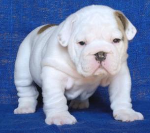 Englisch Bulldogge Welpen zur Annahme