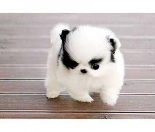 Mini POMERANIAN ZWERSPITZ WELPE REINRAS