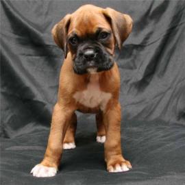 Reinrassig Boxer Welpen