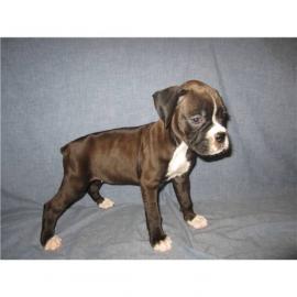 Reinrassig Boxer Welpen