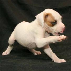 Reinrassig Boxer Welpen