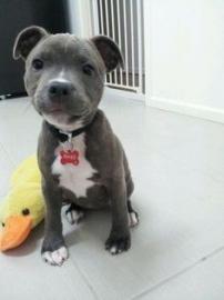 Zuckers��e Exclusive Reinrassige Blueli