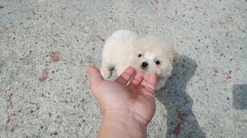 Mini / Zwergpudel Welpen