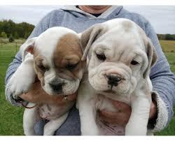 Exclusive Englische Bulldogge Welpen