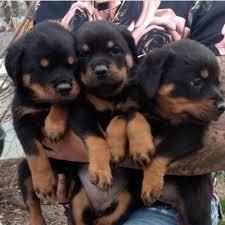 Zuckers??en Rottweiler Welpen