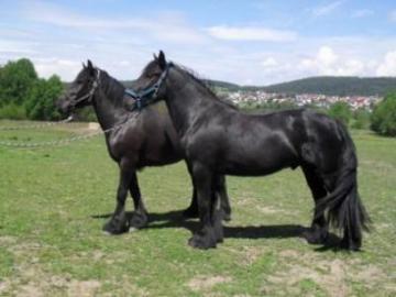 8j�hrige Friesen pferde