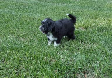 Lowchen puppies
