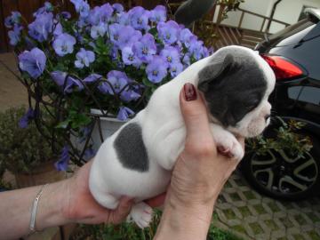 Franz�sische Bulldogge in blau oder blau