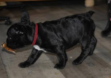 Bildsch�ne Franz.  Bulldoggen in verschie