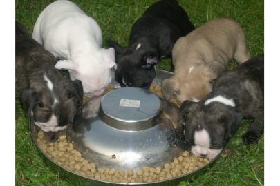 Bildh�bsche Franz�sische Bulldoggen Welp