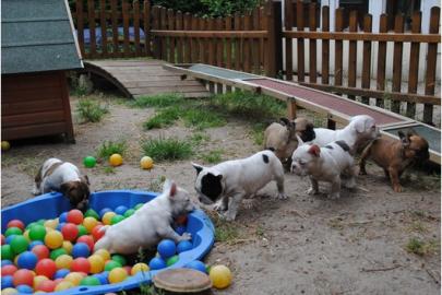 Bildh�bsche Franz�sische Bulldoggen Welp