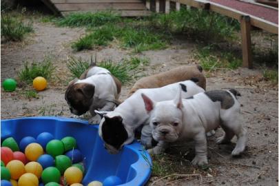 Bildh�bsche Franz�sische Bulldoggen Welp