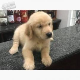 Golden Retriever Welpen zur Annahme