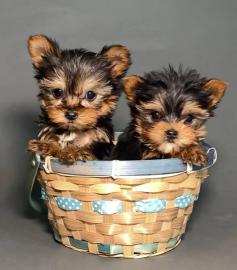 Yorshire Terrier Welpen mit Papieren wha