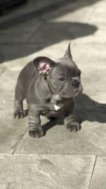 franz�sische Bulldog Welpen