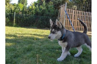 Der gl�ckliche Husky