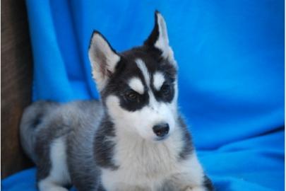 Der gl�ckliche Husky