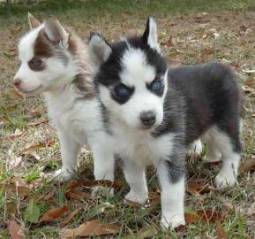 Riesen Siberian Husky Welpen (nur liebev