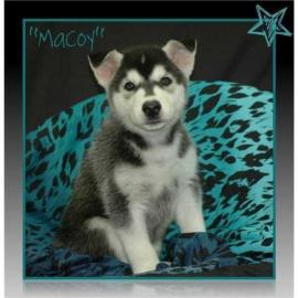Gesunde Siberian Husky Welpen sofort ver