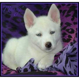 Gesunde Siberian Husky Welpen sofort ver