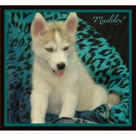 Gesunde Siberian Husky Welpen sofort ver