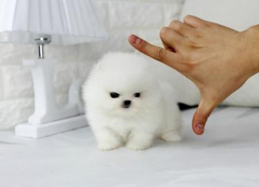 MINI POMERANIAN ZWERGSPITZ BOO WELPEN ZU