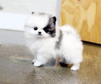 MINI POMERANIAN ZWERGSPITZ BOO WELPEN ZU