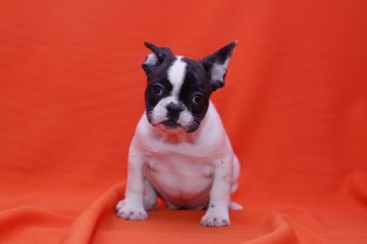 Gesunde Franz?sische Bulldoggen Welpen W