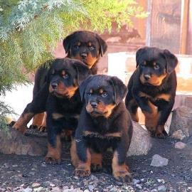 Deutsche Rottweiler Welpen