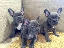 Reinrassige franz?sisch Bulldogge