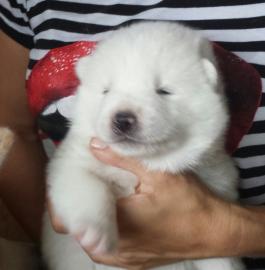 AKITA INU