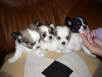 Chihuahua Welpen!!