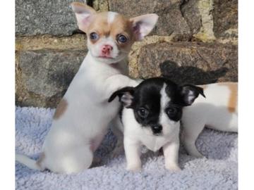 Gesunde Chihuahua Welpen Zu Verkaufen