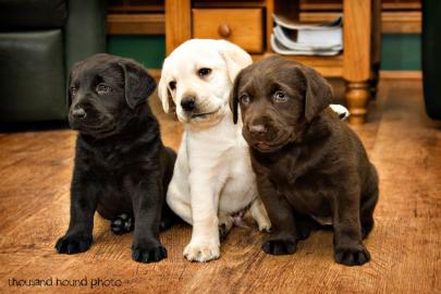 Labrador Retriever Welpen