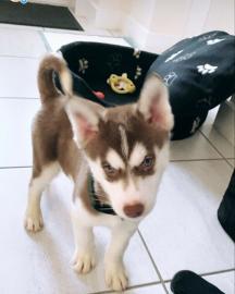 Siberian Husky Welpen suchen ihr neues Z