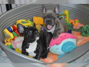 S??e Franz?sische Bulldoggen Welpen