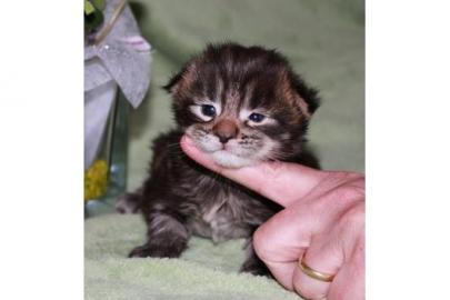 Maine Coon Kitten mit Stammbaum