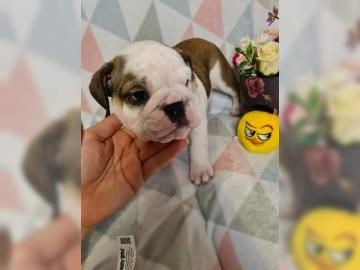 s??en Englische Bulldogge Welpen